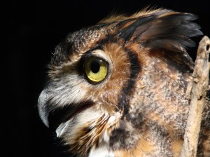 horned-owl-by-mike-wilkinson