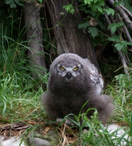 snowy-owlet-by-t-filewich