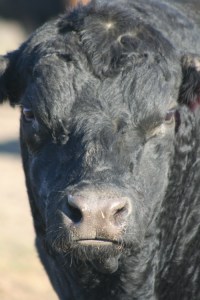 pissed-off Angus bull