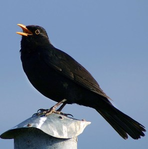 singing male blackbird by Malene Thyssen
