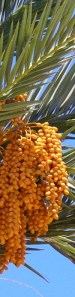 date palm 8