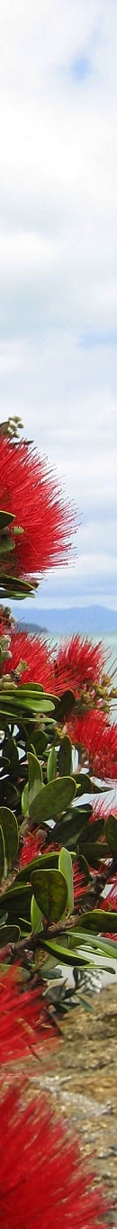 Pohutukawa a