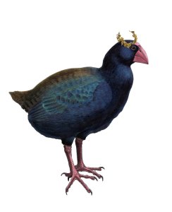 crowned Takahe by Buller