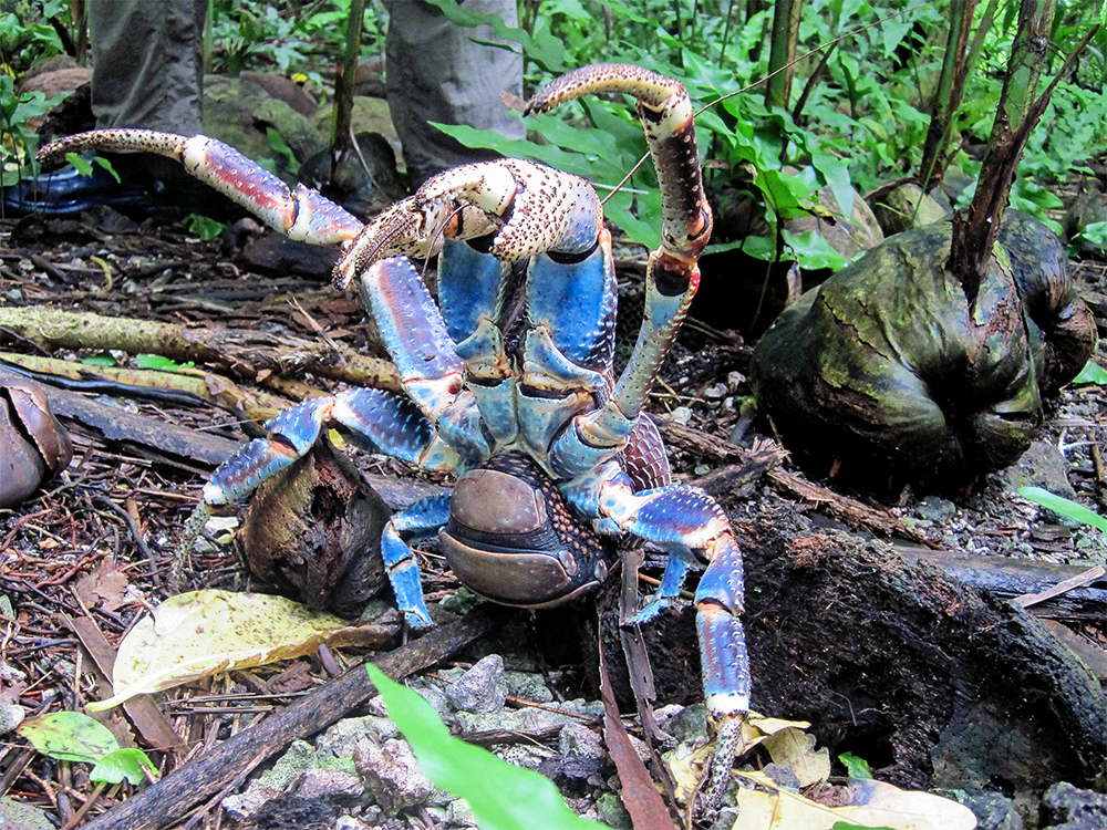 Photograph of a coconut crab, credit Emily Herber/ Island Conservation